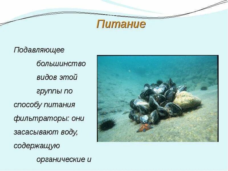 Способ питания двустворчатых. Питание двустворчатых моллюсков. презентация на тему мидий. двустворчатые моллюски питание. двустворчатые моллюски 7 класс.