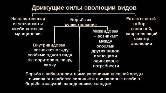 Движущие силы эволюции наследственная изменчивость. Движущие силы эволюции борьба за существование. Наследственность и изменчивость движущие силы эволюции. Наследственная изменчивость и естественный отбор. Считал борьбу за существование движущей силой