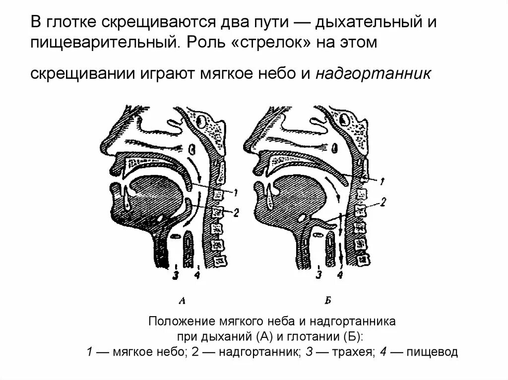 Несколько глотков