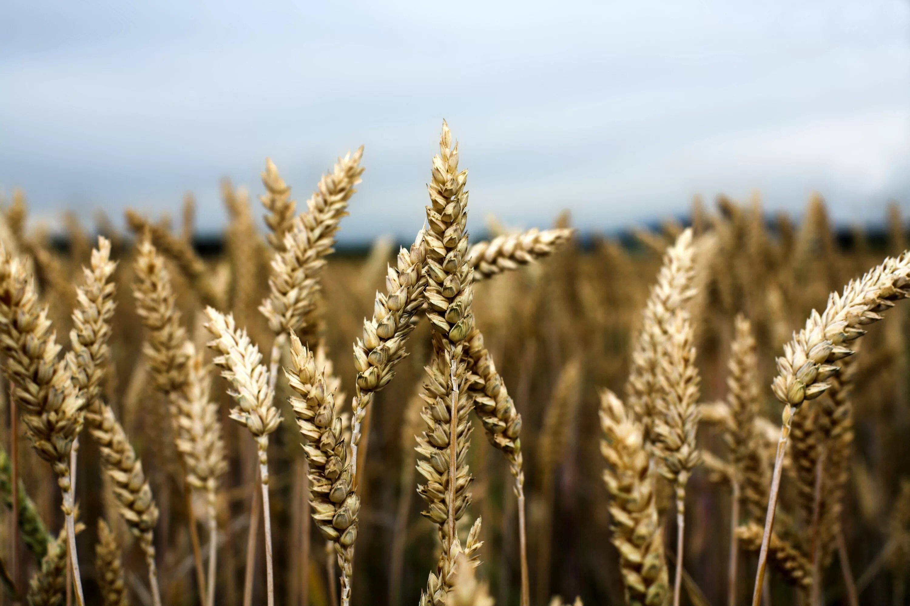 Озимая пшеница Европейский Юг. Элитное семеноводство сортов пшеницы. Сельскохозяйственные культуры пшеница.