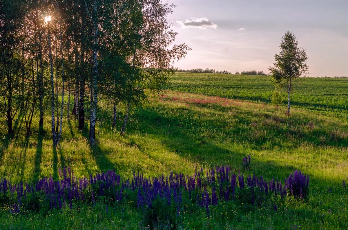 Родные перелески