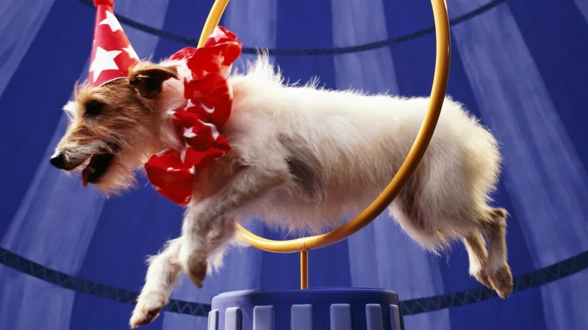 There a funny dog at the circus
