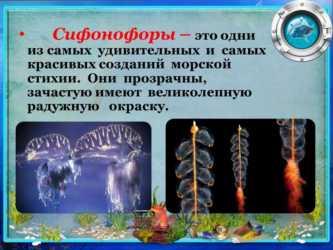 Сифонофоры это 3 класс литературное чтение. Сифонофоры. сифонофоры строение. сифонофоры описание.