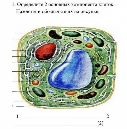 2 Основные компоненты клетки. Два основных компонента клеток. Рисунок компонента клетки. Зовем клетки Купера.