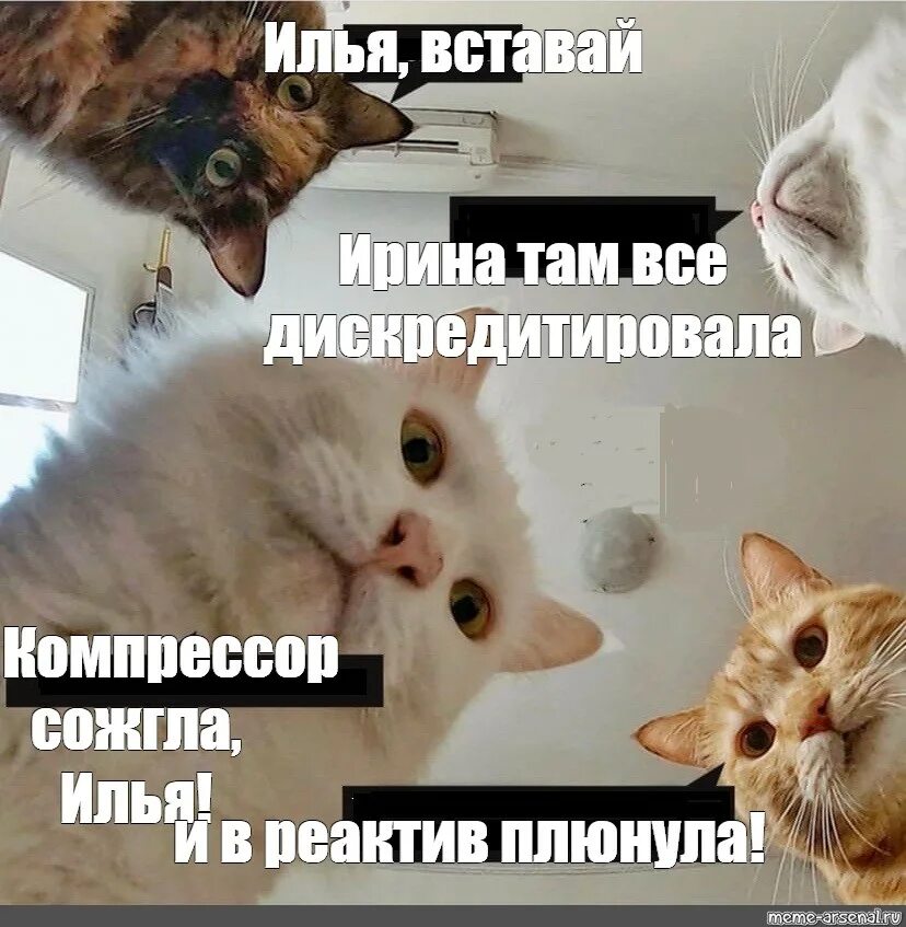 Таня хозяйка кота мурзика. Кот Сережа. Насть вставай коты.