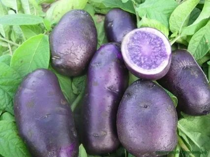 Фиолетовый картофель сорта