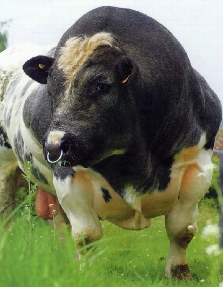 Купить живую корову цена. Бельгийский бык МУТАНТ. Бельгиан Блю. Бык Донетто. Бельгийский белоголовый бык.