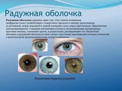 Что вокруг радужки глаза