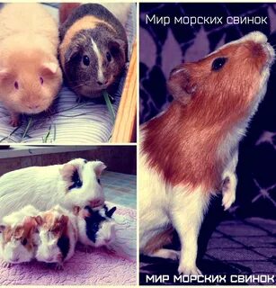 Мир свинок