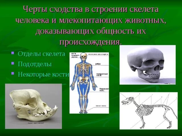 Сходство строения скелета человека и животных. Сходство скелета человека и млекопитающих. Сходство скелета человека и млекопитающих животных. Сходство и различие скелета человека и животных.