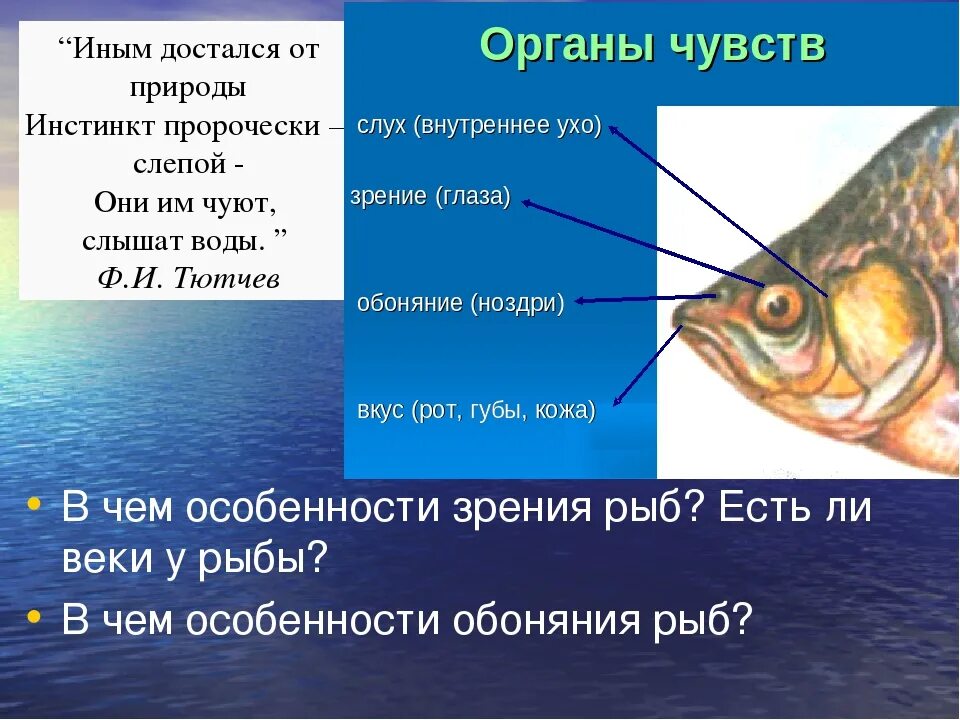 Веки у рыб. Органы зрения рыб. Зрение рыб строение. У рыб есть веки. Какое значение имеют глаза у рыб