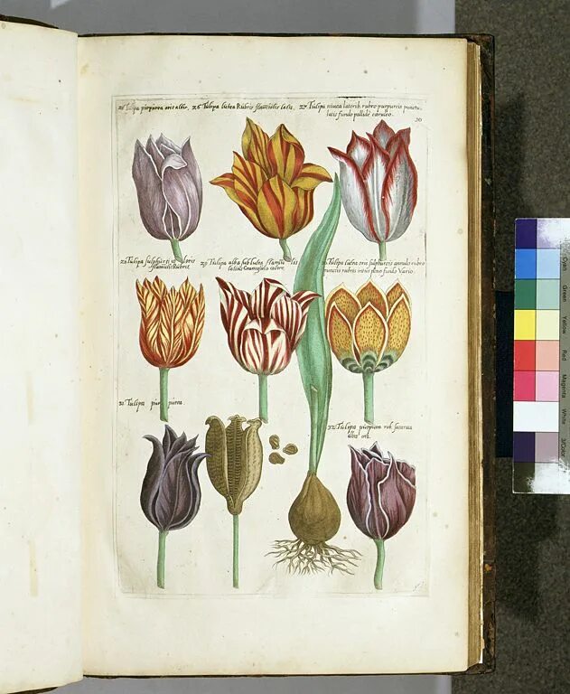 Тюльпан клюзиуса. Ботанический трактат тюльпаны. Ботаническая иллюстрация тюльпан. Тюльпан Ботанический рисунок. Тюльпан ботаника