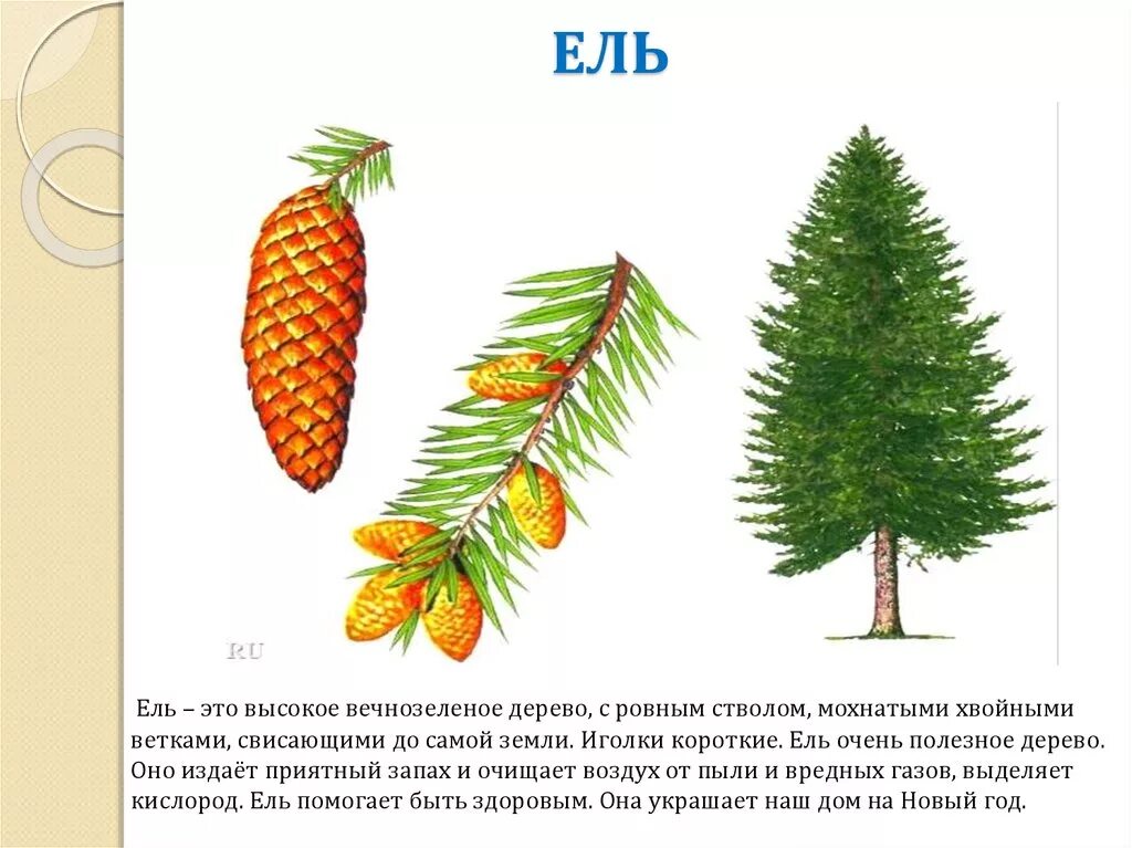 Хвойное растение схема