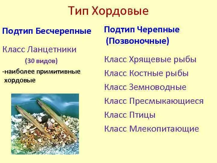 Тип Бесчерепные 7 класс. Таблица общая характеристика бесчерепных 7 класс биология. Подтип Бесчерепные общая характеристика. Черепные и Бесчерепные биология 7 класс. Бесчерепные беспозвоночные