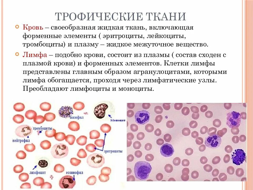 Эритроциты ткань. Соединительная ткань кровь форменные элементы. кровь, лимфа и кроветворные ткани. форменные элементы крови и лимфы. кровь состоит из .... и форменных элементов..