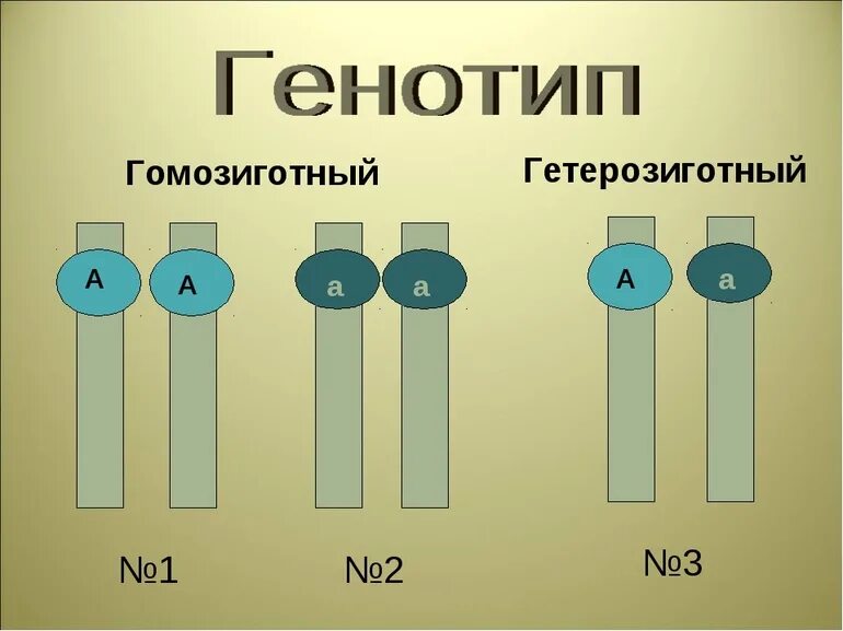 Фенотип гомозигота