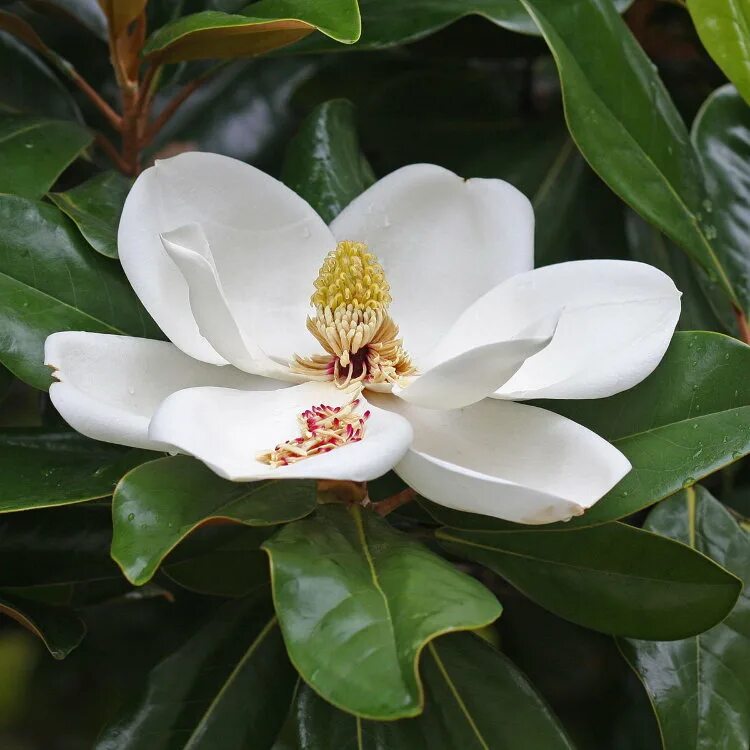 Магнолия цветы купить. Магнолия грандифлора вечнозеленая. Магнолия крупноцветковая (Magnolia grandiflora). Магнолия грандифлора дерево. Белая грандифлора Магнолия.
