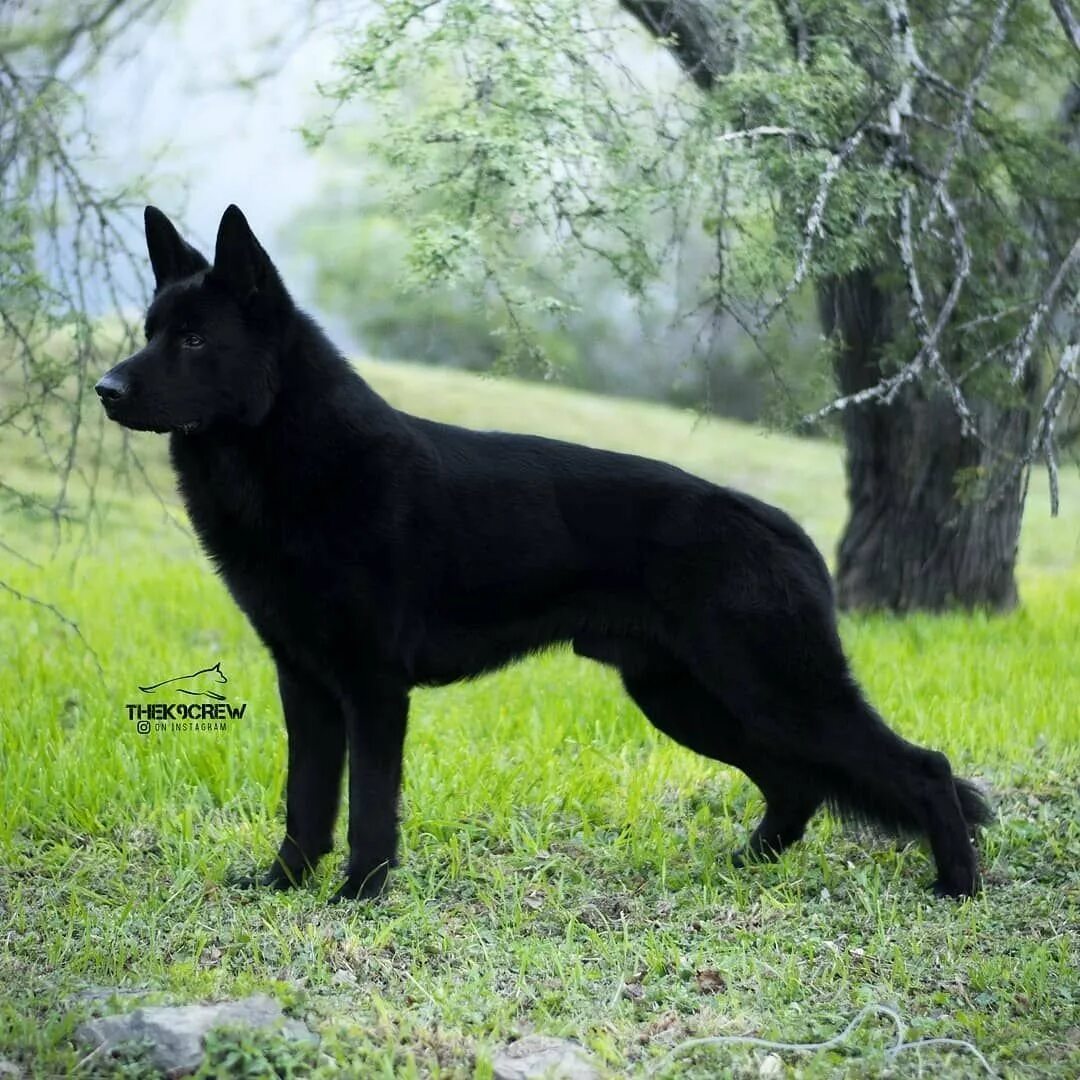 Восточно-европейская овчарка черная короткошерстная. Восточно-европейская овчарка черного окраса. Серная немнцкая овчарка. Европейский черный цвет. Немецкая овчарка черная длинношерстная.