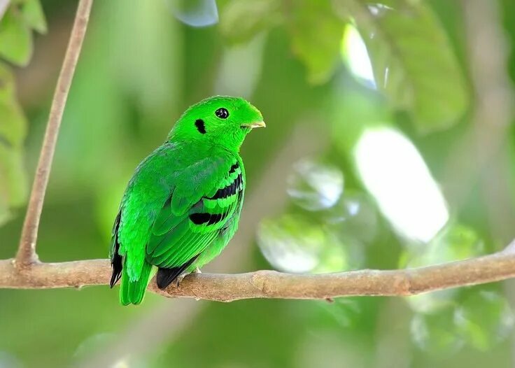 Free Images : leaf, wildlife, jungle, botany, iguana, fauna, green lizard, anima