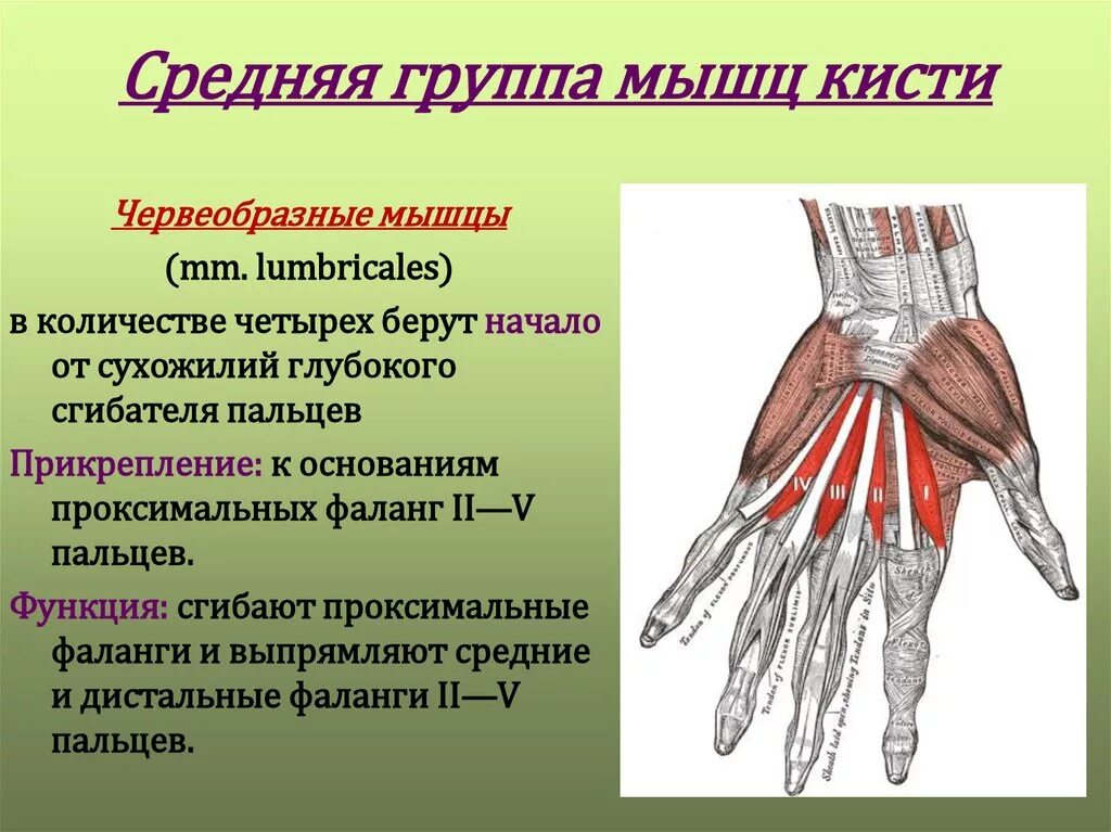 Мышцы кисти вид спереди. Мышцы кисти анатомия функции. Мышцы кисти правой вид спереди. Мышцы кисти средняя группа мышцы кисти.