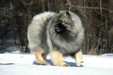 Вольфшпиц