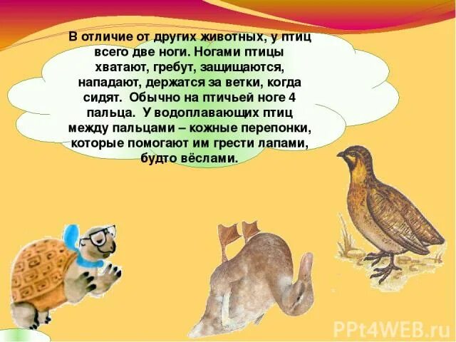 Различия птиц. Различие птиц и животных. Чем птицы отличаются от других животных. Отличия животных от других. Отличие птиц от животных.