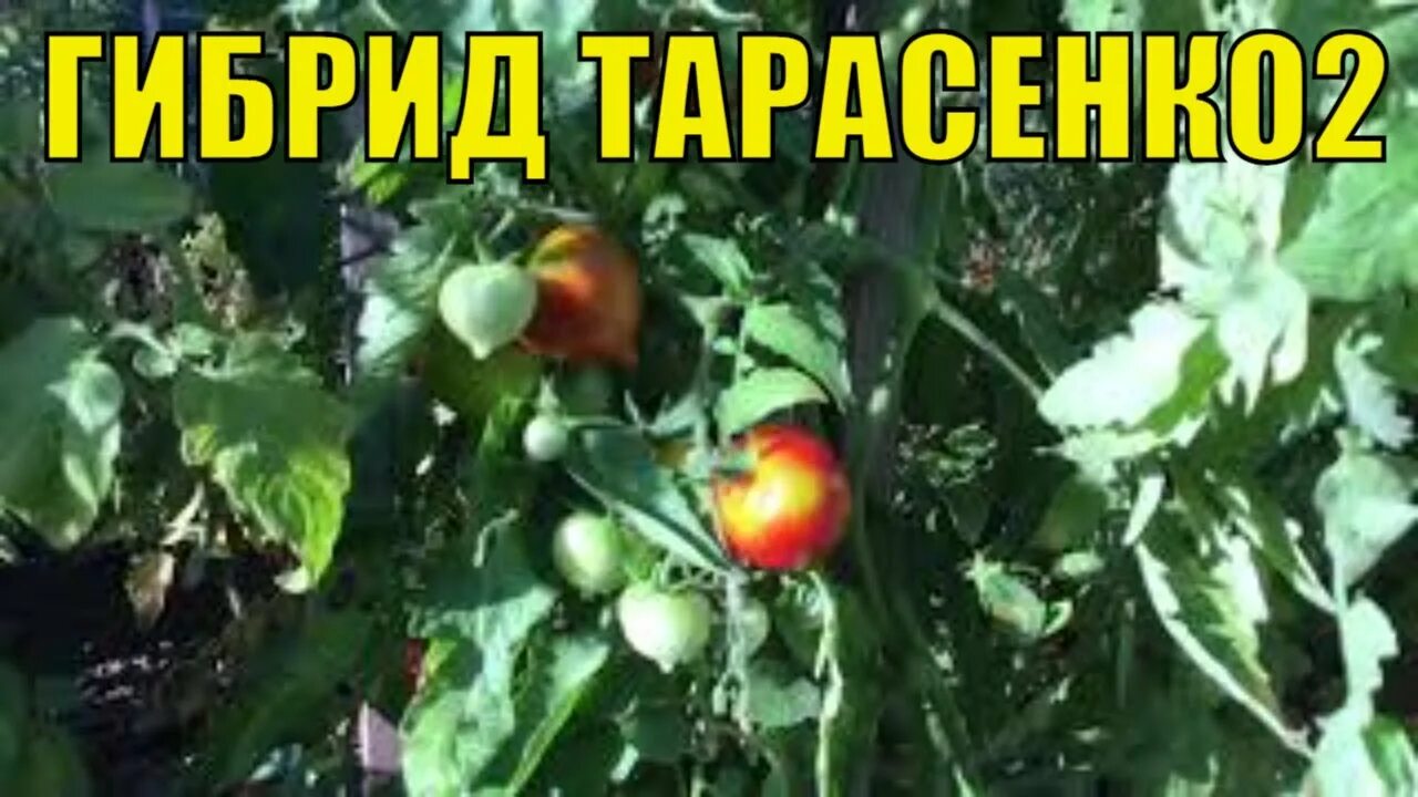 Помидоры Тарасенко 2. Томат гибрид Тарасенко 2. Комбитомат Тарасенко. Гибрид тарасенко 2