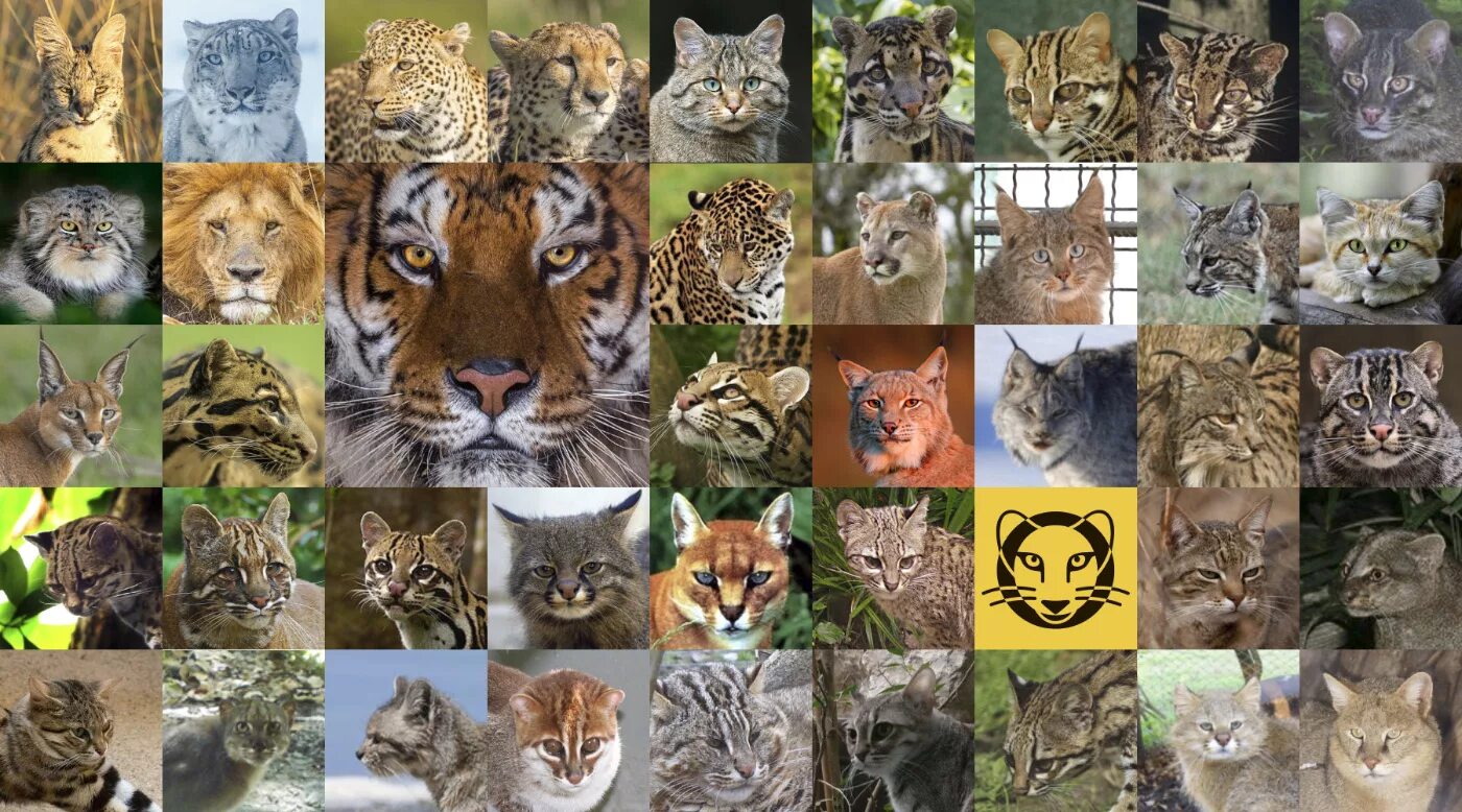 Дикие кошки список. Кошачье семейство. Дикие кошки. Кошачьи семейство отряда хищных. Сородичи тигра семейство кошачьих.