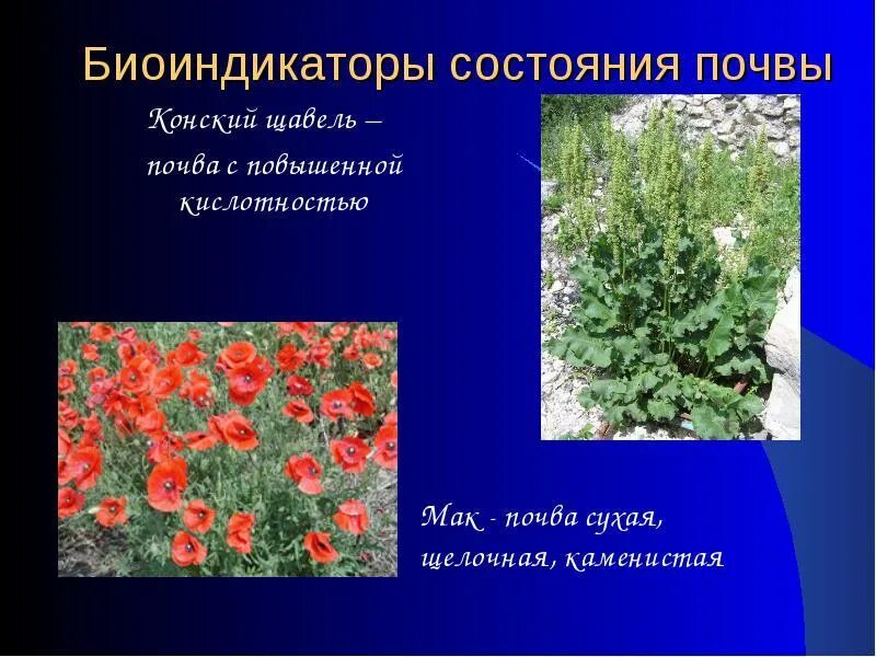 Корова является биоиндикатором