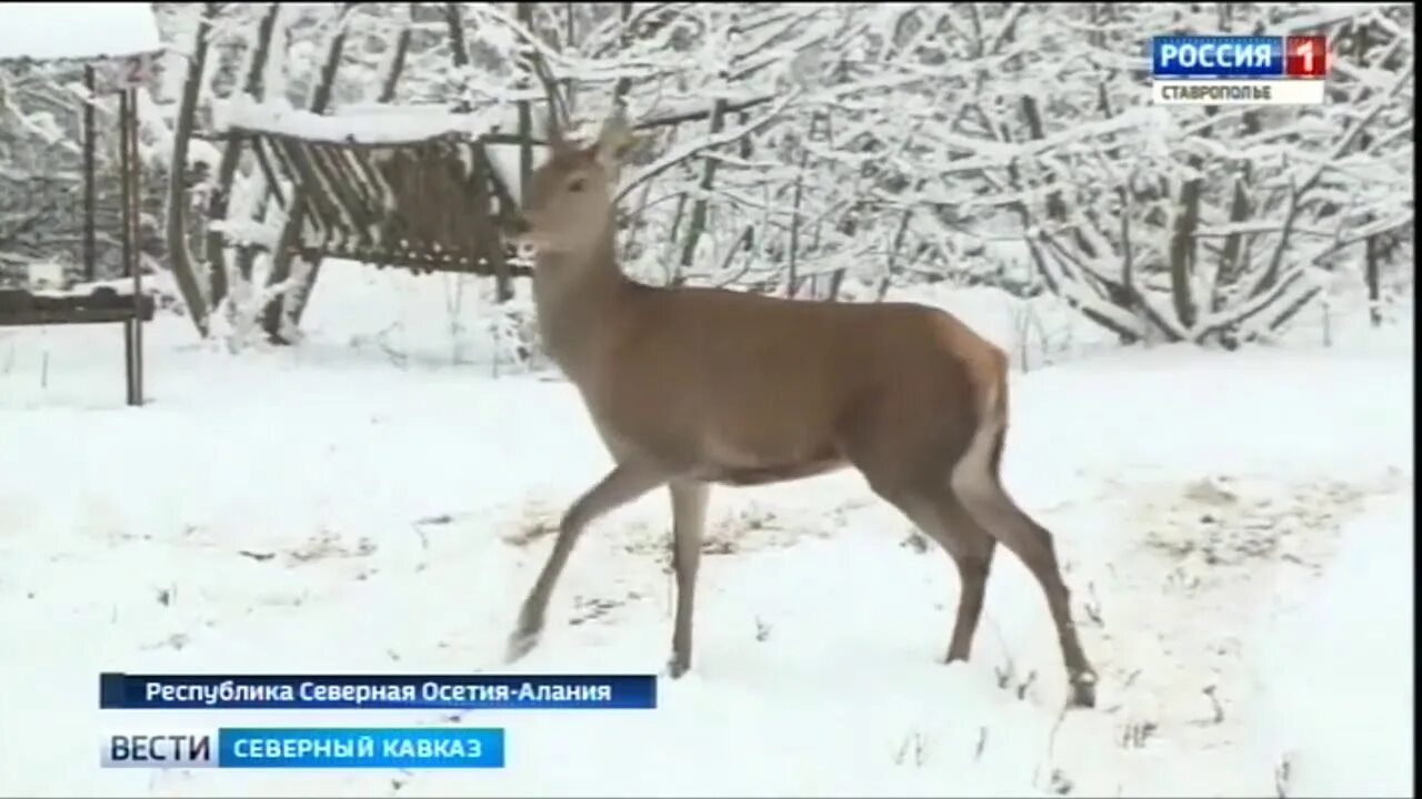 Турмонский заказник Северная Осетия. Олени на Северном Кавказе. Осетинский олень. Благородный олень Осетии. Выпустили оленей