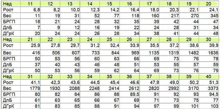 Длина плода по неделям. Бипариетальный размер головы на 30 неделе беременности. Таблица размеров плода по УЗИ 3 триместра. Вес плода в 32 недели беременности норма. Бипариетальный размер головки плода норма.