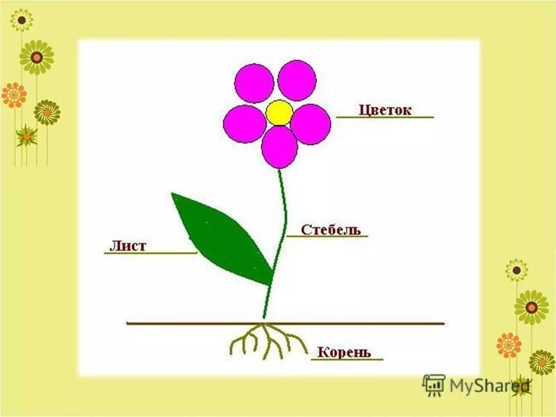 Строение цветка для дошкольников