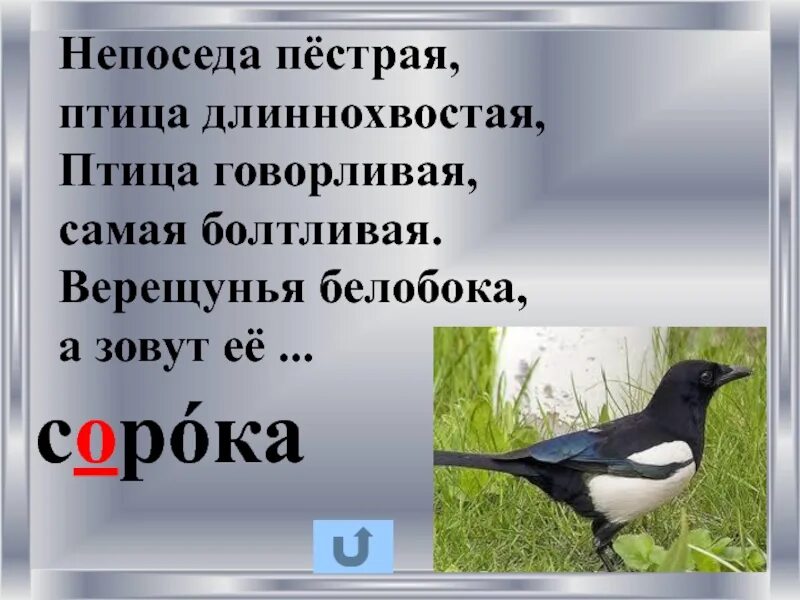 Длиннохвостая самая болтливая. Верещунья белобока а зовут ее. Птица говорливая самая болтливая. Непоседа пестрая птица длиннохвостая. Длиннохвостая птица говорливая, самая болтливая..