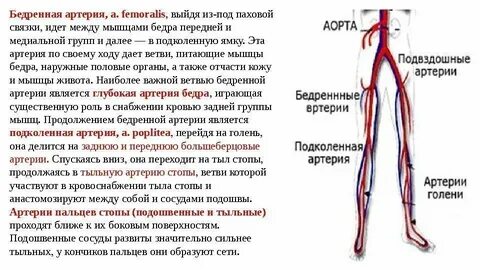 Сосуды нижних конечностей лечение у женщин