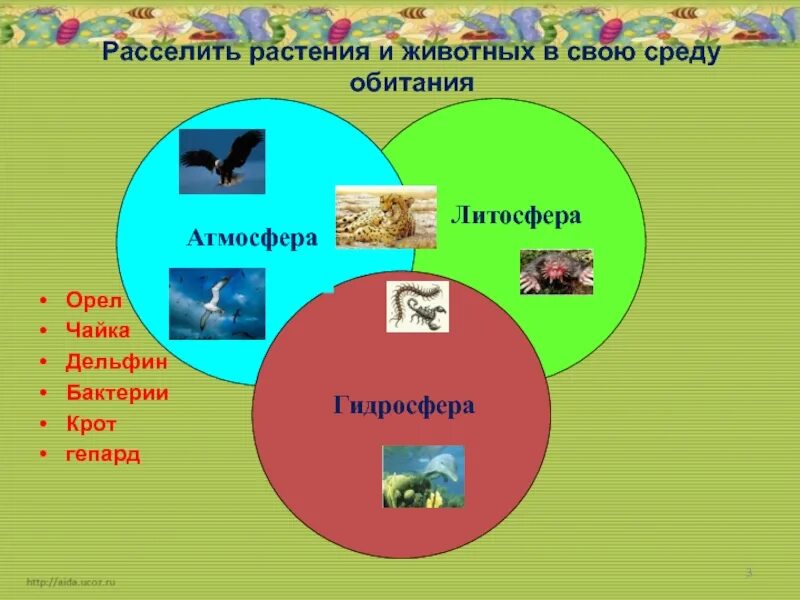 Рассели животных по местам их обитания. Рассели животных.