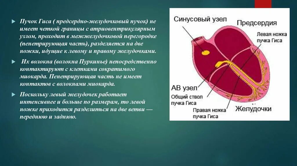 Пучок пуркинье. Синусно предсердный узел предсердно желудочковый узел. Пучок Гиса. Пучок Гиса и волокна Пуркинье. Предсердно желудочковый пучок Гиса.