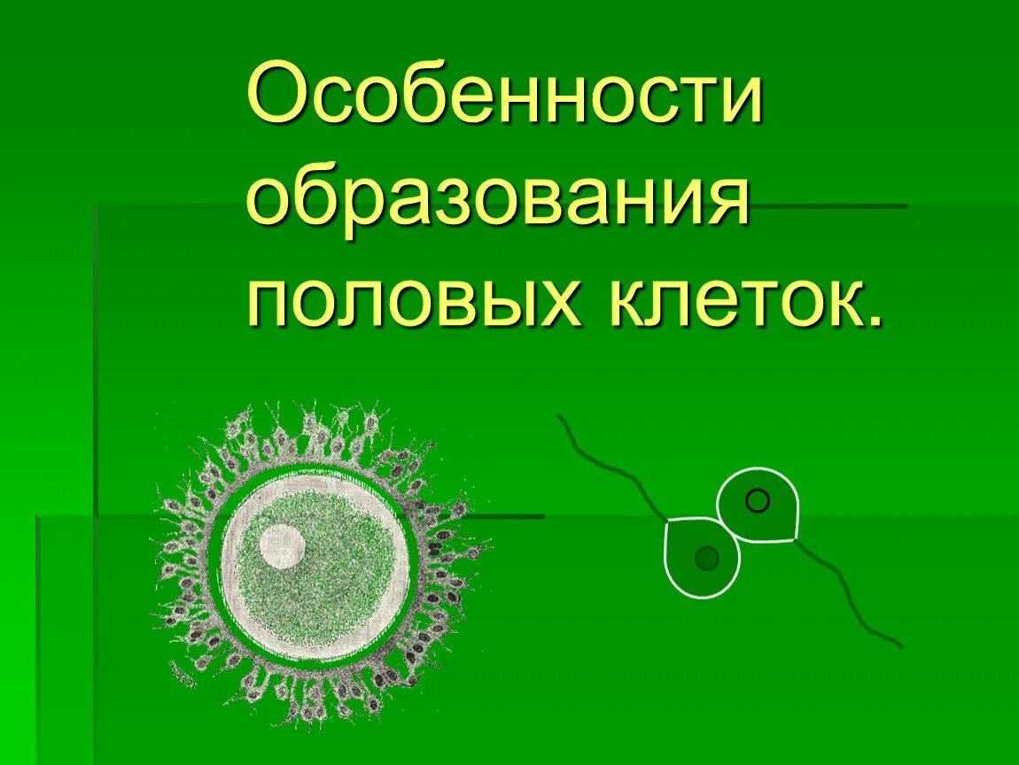Образование половых клеток урок. Названия клеток в овогенезе и сперматогенез. Образование половых клеток гаметогенез схема. Образование половых клеток. Образование половых клеток урок.