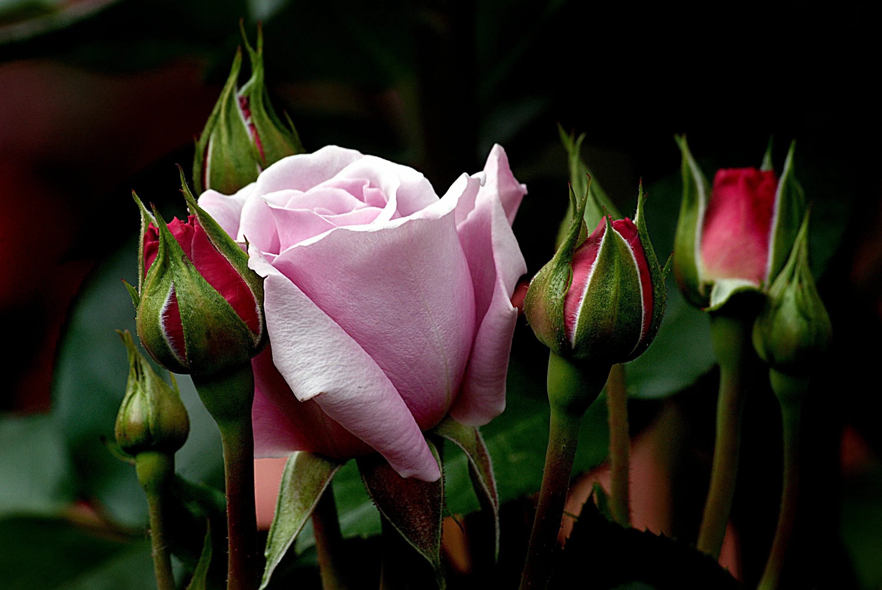 Pin on Rambling Mood Life is beautiful, Romantic, Love flowers