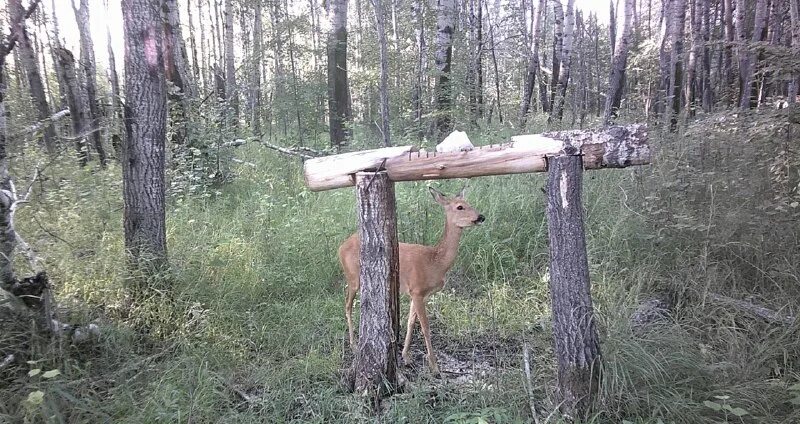 охотхозяйства орловской области. чугунаевское охотничье хозяйство. чугунаевское охотхозяйство тюменской области. таватуйское охотхозяйство егерь. кудиново должанский район база отдыха.