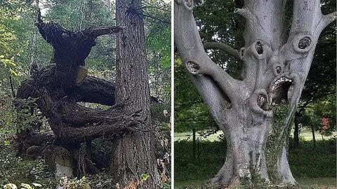 Явления дерева