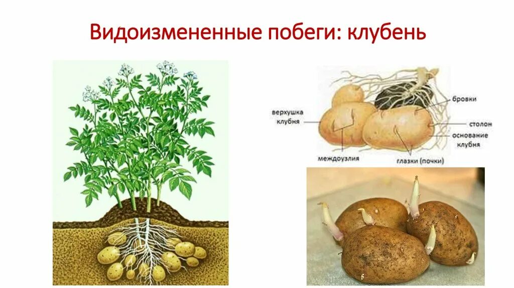 Видоизмененные побеги клубень картофеля. Клубень картошки видоизмененный побег. Клубень картофеля это видоизмененный. Видоизменение побегов клубенёк картофеля. У картофеля образуются укороченные подземные побеги округлой