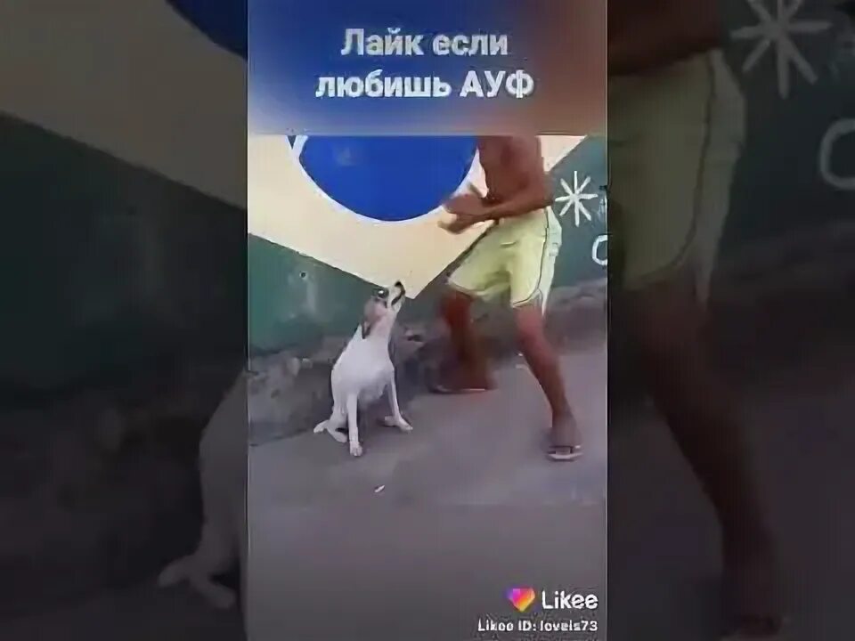 Все мои волки делают ауф песня кто поет. Когда водила протянул аукс все мои волки делают ауф. Все мои волки делают ауф клип. Чихуахуа подозревака. Водила протянул ауф.