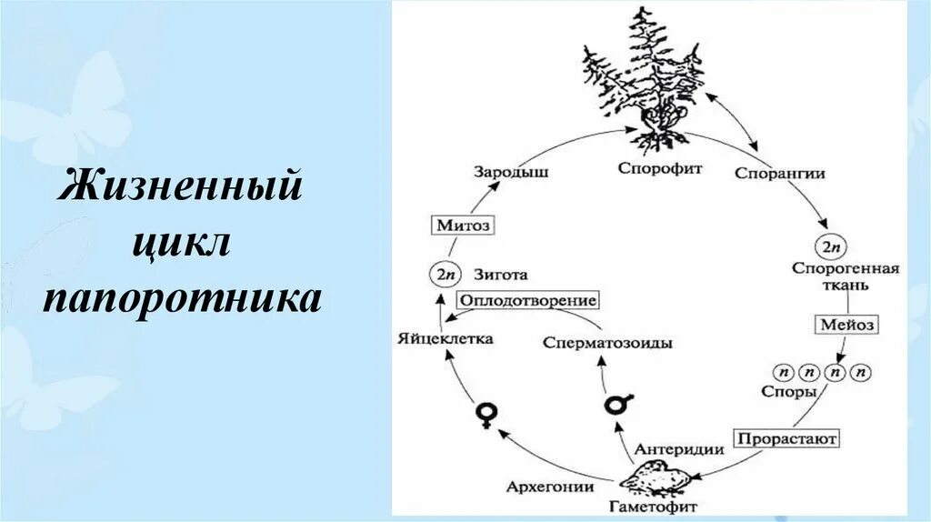 Жизненный процесс папоротника