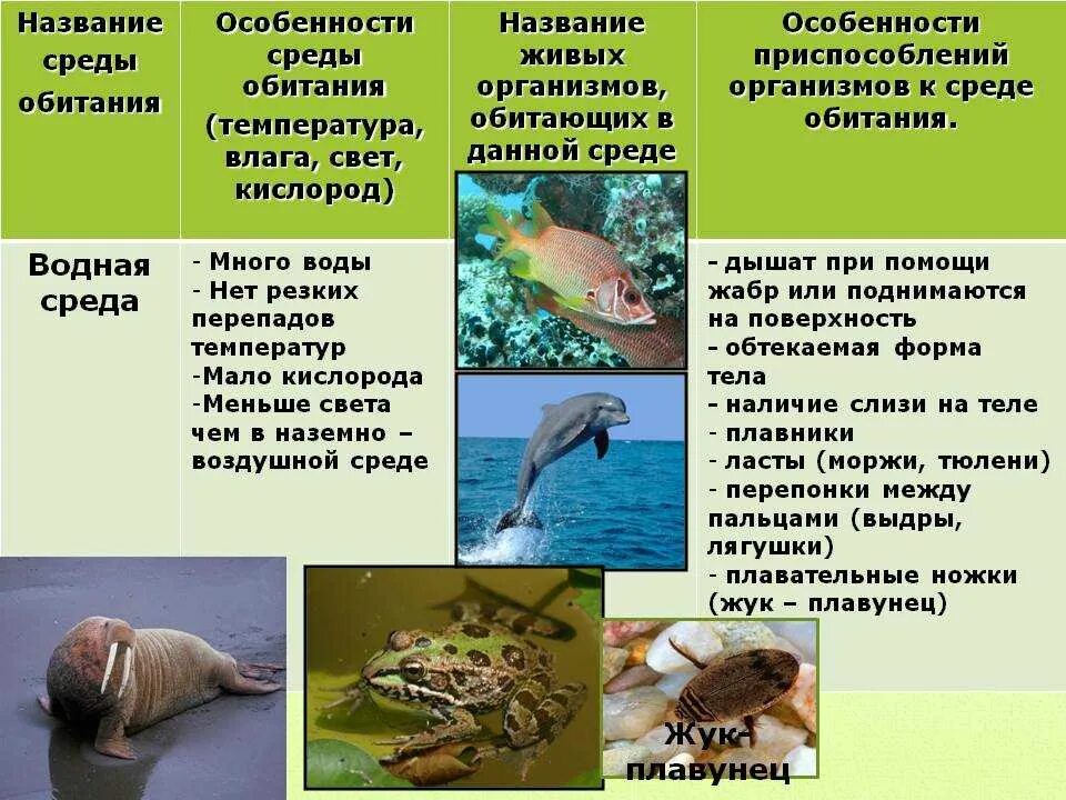 Особенности обитания животных. Приспособленность организмов к водной среде обитания. среды обитания приспособления организмов к среде обитания. организмы водной среды обитания. адаптация организмов к водной среде.