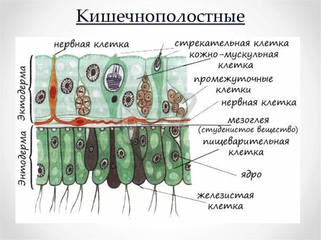 Мускульные клетки функции. Строение стенки тела гидры. строение промежуточной клетки. промежуточные клетки гидры. строение промежуточной клетки гидры.