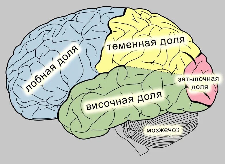 5 зон мозга. Функциональные зоны и доли коры головного мозга. Функции основных зон головного мозга. Слуховая зона коры головного мозга расположена в. Функциональные зоны коры головного мозга рисунок.