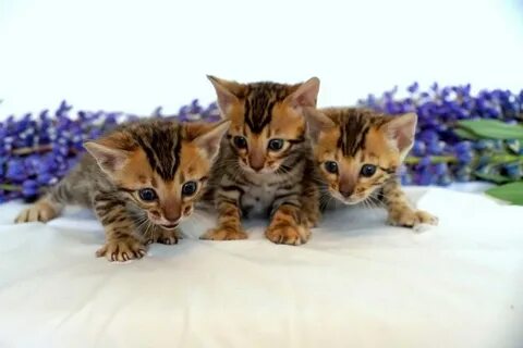 Кормить бенгальских