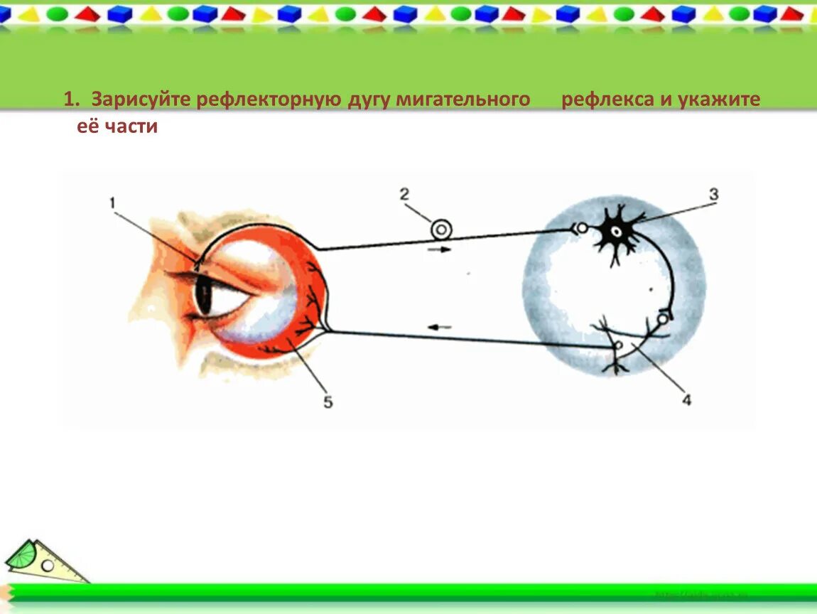 Строение рефлекторной дуги мигательного рефлекса. Дуга мигательного рефлекса рисунок. Схема рефлекторной дуги мигательного рефлекса. Оефлективная дуга мегательного рефлекса.