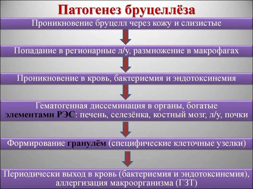 Фазы патогенеза бруцеллеза. Бруцеллез этиология. Бруцеллез этиология эпидемиология. Бруцеллез этиология патогенез. Передача через слизистую