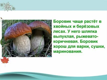 Что растет в чаще